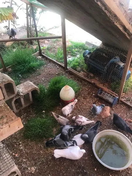Kaş Şirinevler Apart - Photo 10