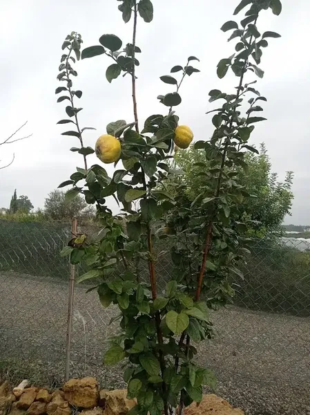 Keyfi bahçe - Photo 9