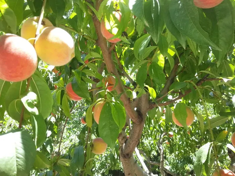 Kiraz Bahçesi - Photo 1