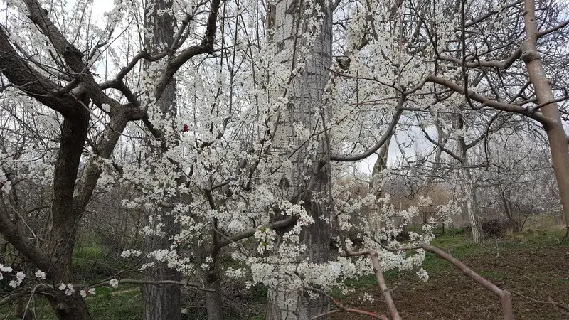 Kiraz Bahçesi - Photo 3