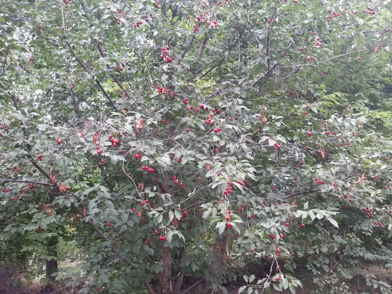 Kiraz Bahçesi - Photo 5