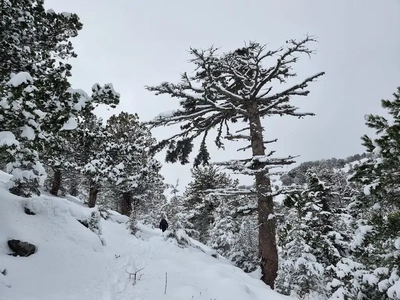 Kiraz Dağı - Photo 6