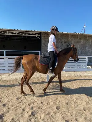 Knight Horse Club
