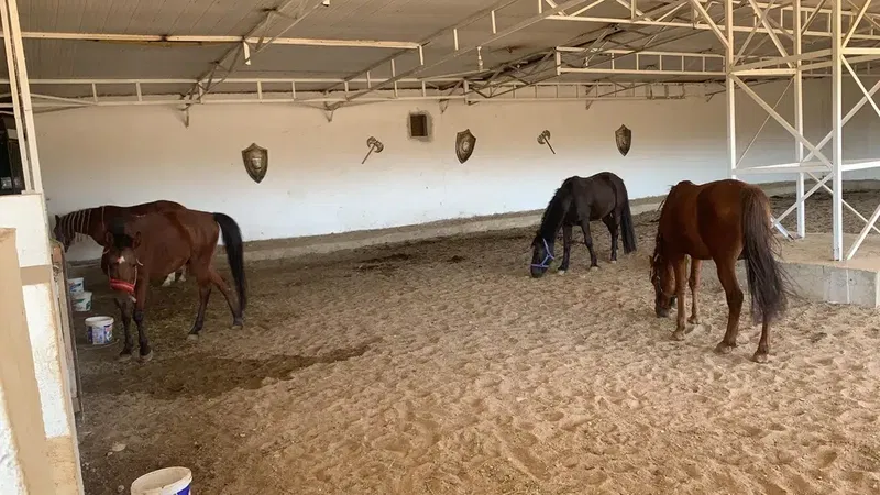 Knight Horse Club - Photo 2