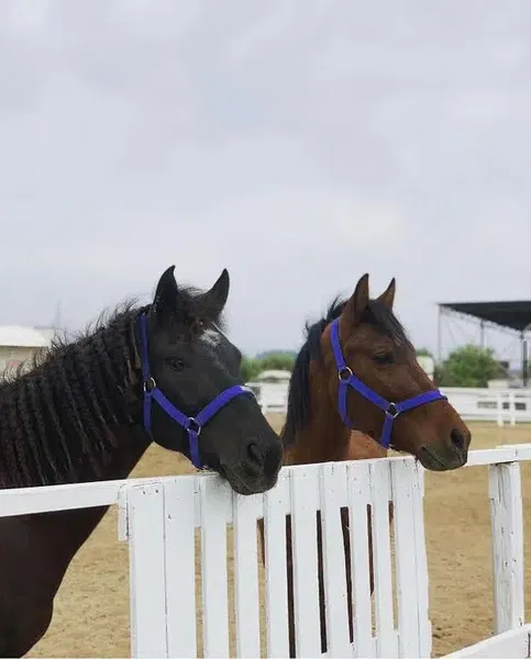 Knight Horse Club - Photo 5