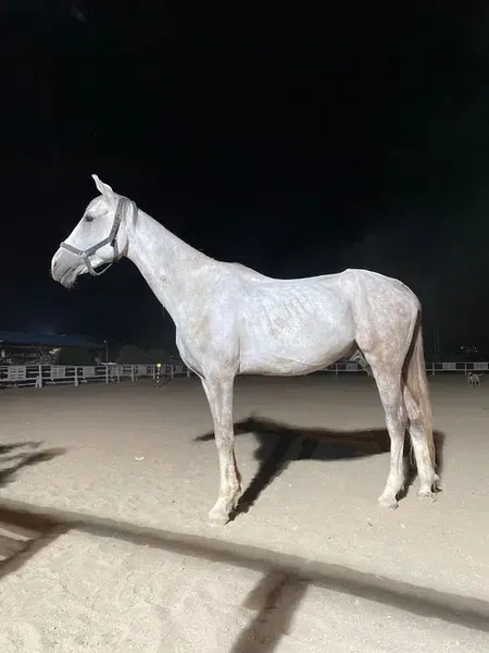 Knight Horse Club - Photo 8