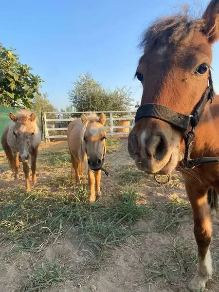 Knight Horse Club - Photo 9
