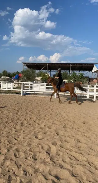 Knight Horse Club - Photo 10