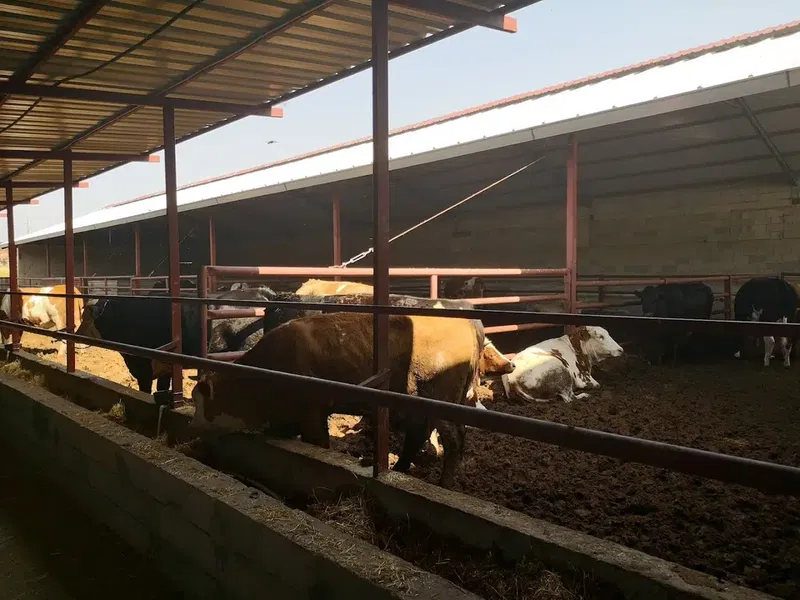 Kolcular Besi̇ Çi̇fli̇ği̇ - Photo 2