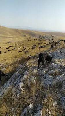 Komutan Çiftliği