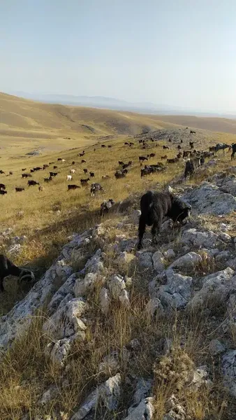 Komutan Çiftliği - Photo 1