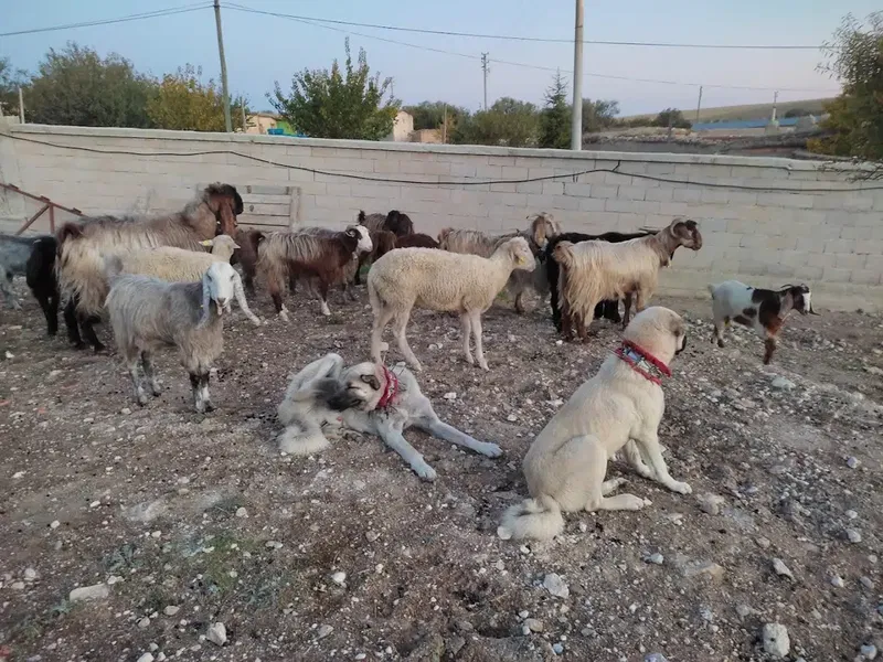 Komutan Çiftliği - Photo 2
