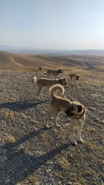 Komutan Çiftliği - Photo 3