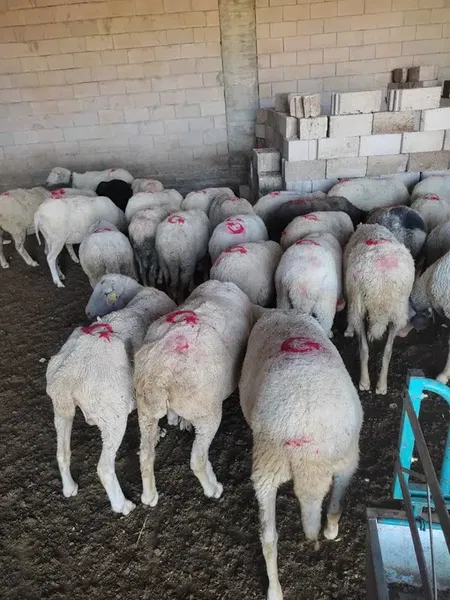 Komutan Çiftliği - Photo 4