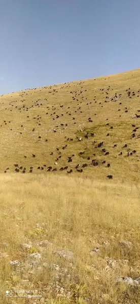 Komutan Çiftliği - Photo 5