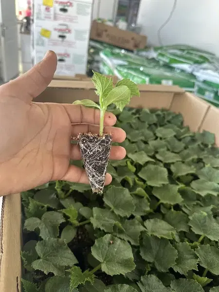 Konaklı Kaplan Tarım - Photo 3