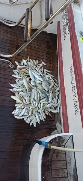 Koparan Yatçılık (Antalya Günübirlik Tekne Turu & Balık Avı Turu) - Photo 10