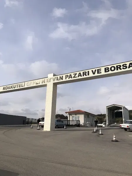 Korkuteli Canlı Hayvan Borsası - Photo 7