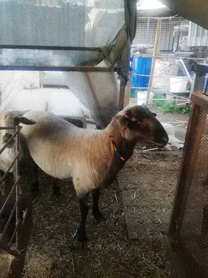 Koyuncu gül bacı