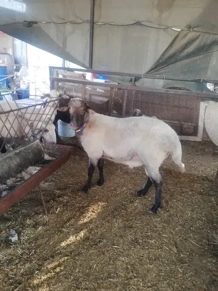 Koyuncu gül bacı - Photo 2