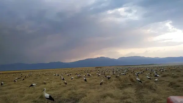 Koçer Tarım ve Hayvancılık