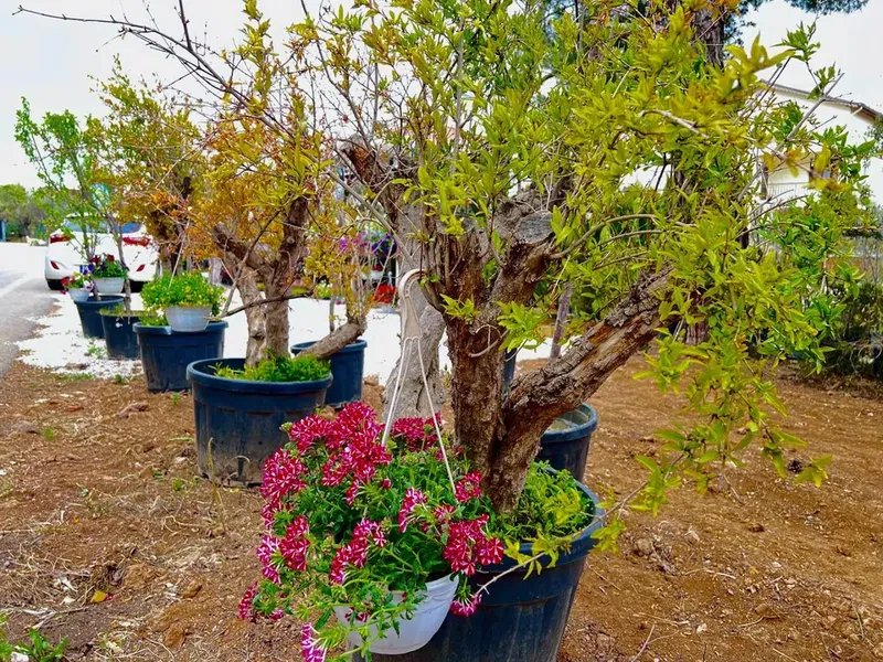 Kumsal peyzaj - Photo 7