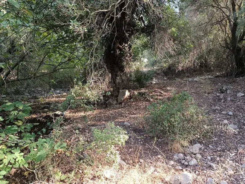 Kuru çeşme - Photo 4