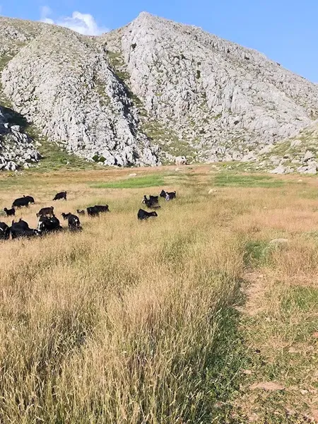 Kurugöl Yaylası/Kayabükü - Photo 3