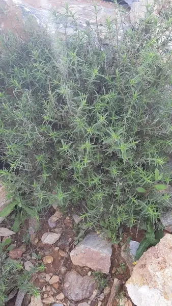 Kurugöl Yaylası/Kayabükü - Photo 8