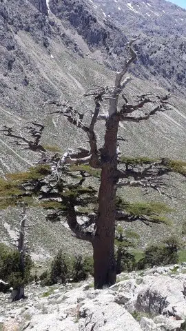 Kurugöl Yaylası/Kayabükü - Photo 9