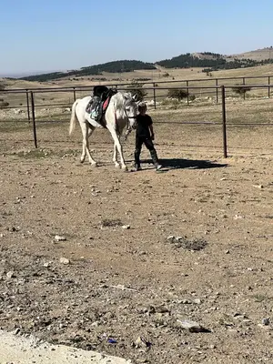 Kurşunlu Kask at çiftliği ve kafe