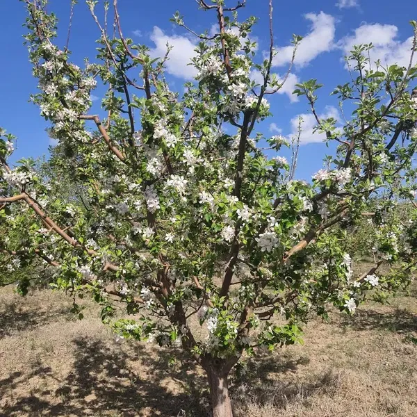 Kuzeybey Çiftliği - Photo 2