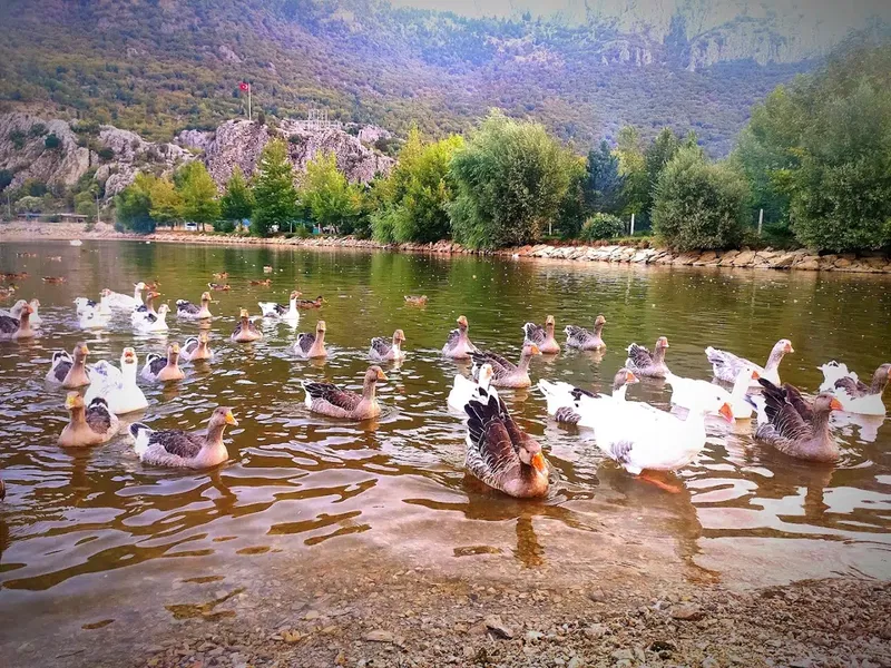 Kuğulu Tabiat Parkı - Photo 6
