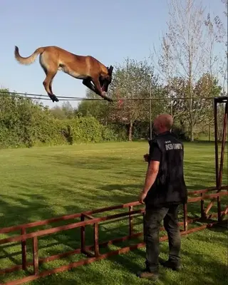KÖPEK EĞİTİMİ ANTALYA - ANTALYA KÖPEK EĞİTİM MERKEZİ, köpek oteli, köpek pansiyonu