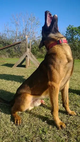 KÖPEK EĞİTİMİ ANTALYA - ANTALYA KÖPEK EĞİTİM MERKEZİ, köpek oteli, köpek pansiyonu - Photo 10
