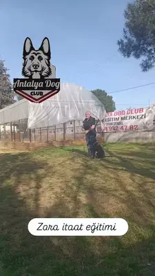 Köpek Eğitimi Merkezi Antalya Dog Club
