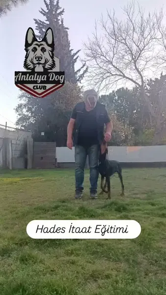 Köpek Eğitimi Merkezi Antalya Dog Club - Photo 2