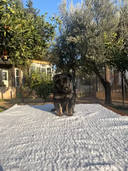 Köpek Eğitimi Merkezi Antalya Dog Club - Photo 4