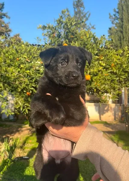 Köpek Eğitimi Merkezi Antalya Dog Club - Photo 5