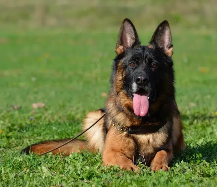 Köpek Eğitimi Merkezi Antalya Dog Club - Photo 6