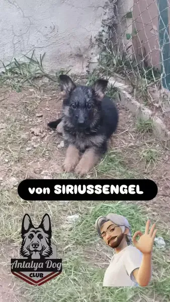 Köpek Eğitimi Merkezi Antalya Dog Club - Photo 7