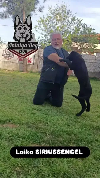 Köpek Eğitimi Merkezi Antalya Dog Club - Photo 8