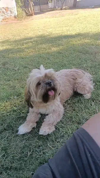 Köpek Eğitimi Merkezi Antalya Dog Club - Photo 10
