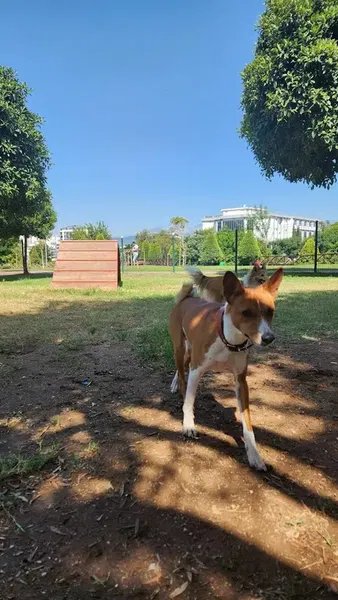 Köpek Parkı - Photo 2