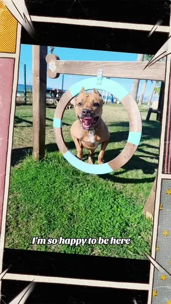 Köpek parkı(Hund park) - Photo 4