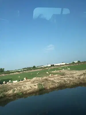 Köy Tavukları