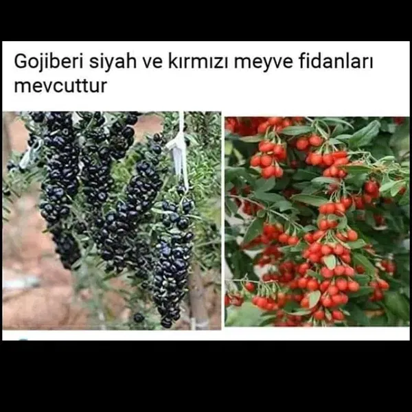 Kılıçarslan fide fidan - Photo 2
