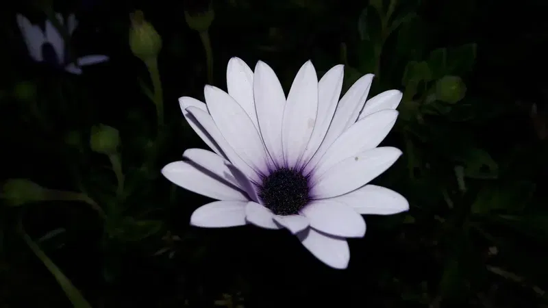 Kısmet Kır Bahçesi - Photo 4