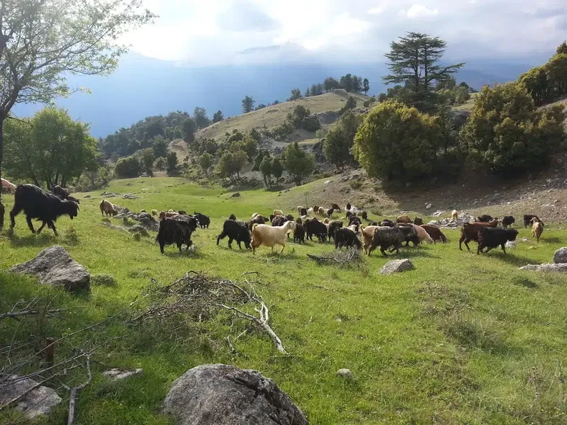 Kıvrak Köşkü - Photo 2