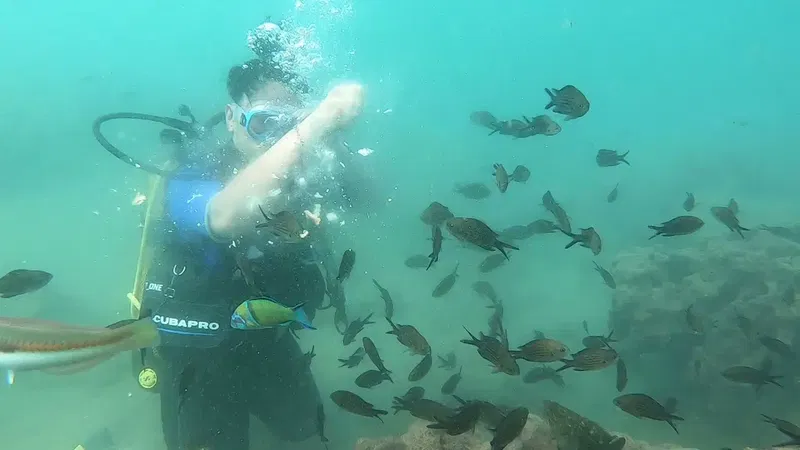 Like Diving Academy - Photo 2